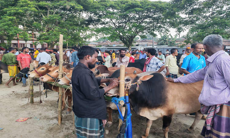 নেত্রকোণায় জমজমাট মদনপুর পশুর হাট 