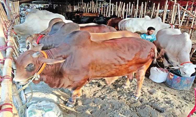 ঘাটতি নেই, চট্টগ্রামে ট্রাকে ট্রাকে আসছে কোরবানির পশু