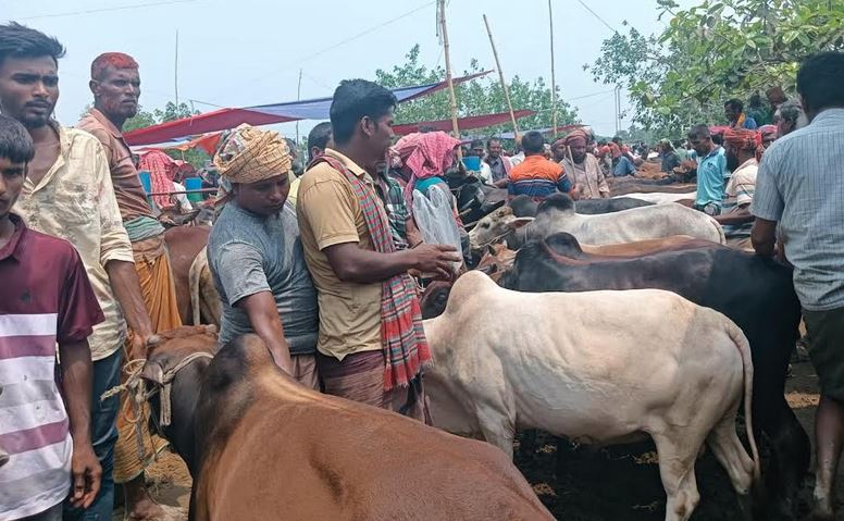 কোরবানি উপলক্ষে সিরাজগঞ্জের চান্দাইকোনা পশুর হাটে ক্রেতা-বিক্রেতাদের উপচেপড়া ভিড়