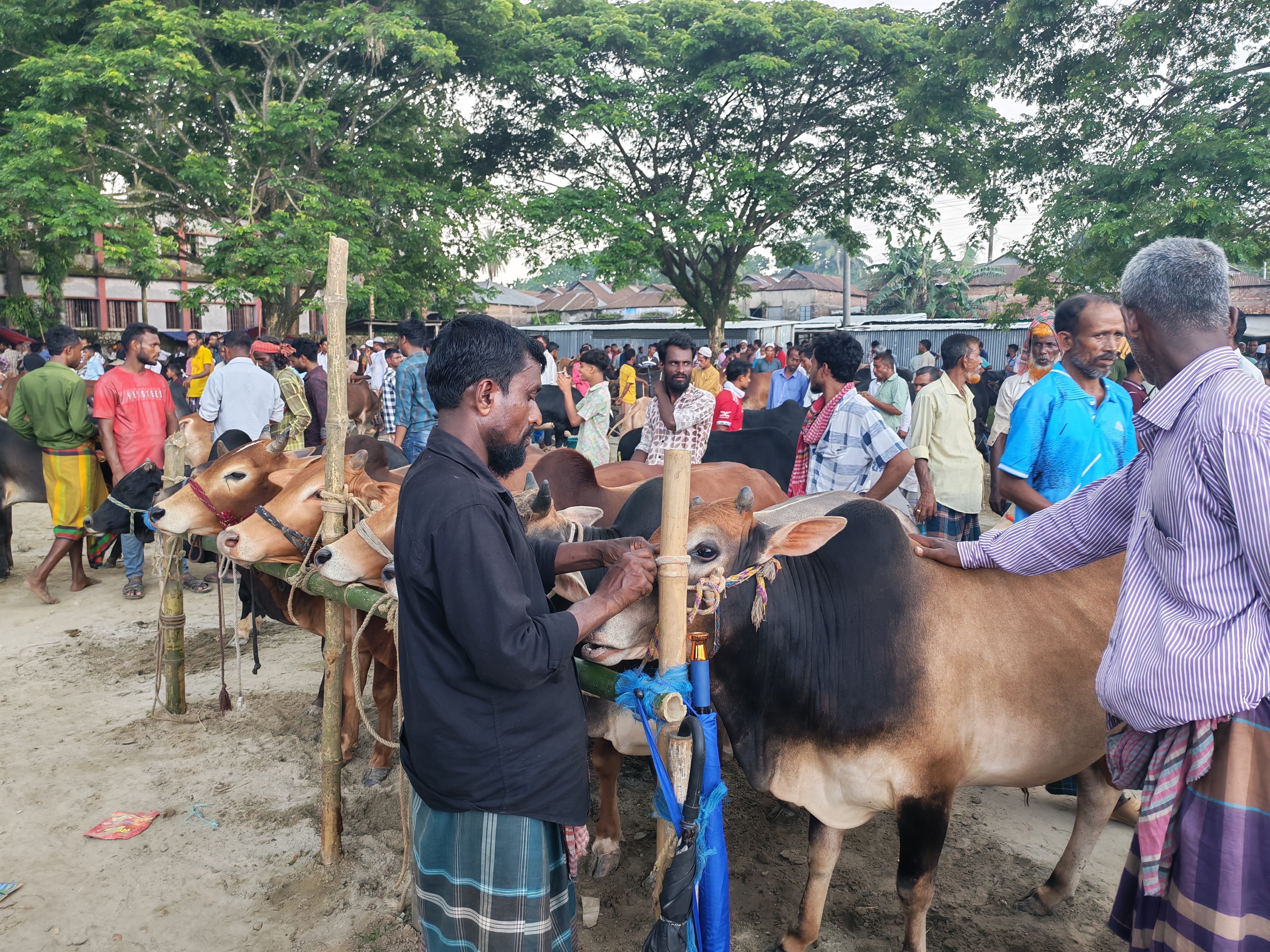 কিশোরগঞ্জে কোরবানির পশু চাহিদার তুলনায় বেশি
