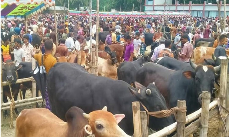 জাল টাকা ঠেকাতে পশুর হাটে আইনশৃঙ্খলা বাহিনীর তৎপরতা জোরদার