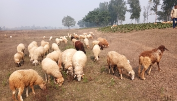 দিনাজপুরে কোরবানির হাটে বেড়েছে গাড়লের চাহিদা, আশাবাদী খামারিরা  
