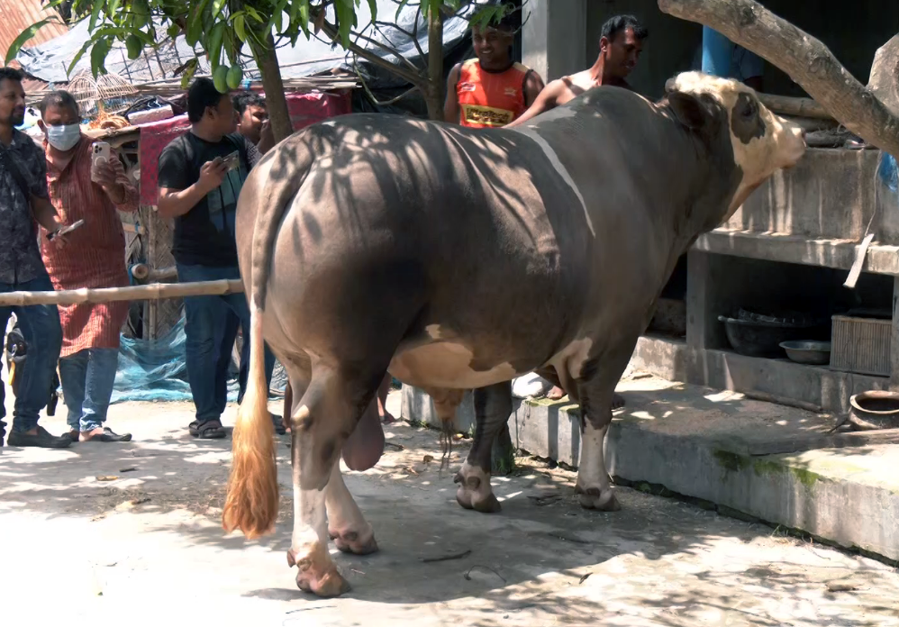 যশোরের হাটে আলোচনায় ১৩শ কেজির ‘নেইমার’