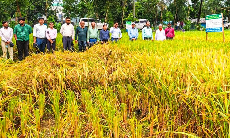 ফেনীতে এক মাঠে ৬৭ জাতের ধানের আবাদ