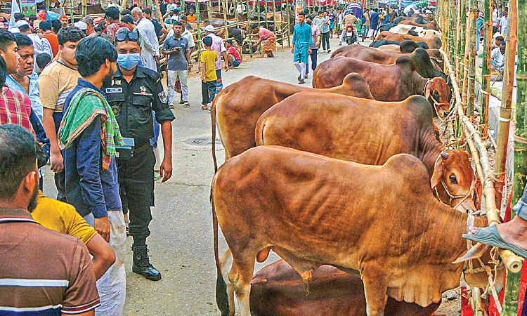 জমে উঠেছে রাজধানীর পশুর হাট, বাড়ছে ক্রেতা-বিক্রেতার ভিড়