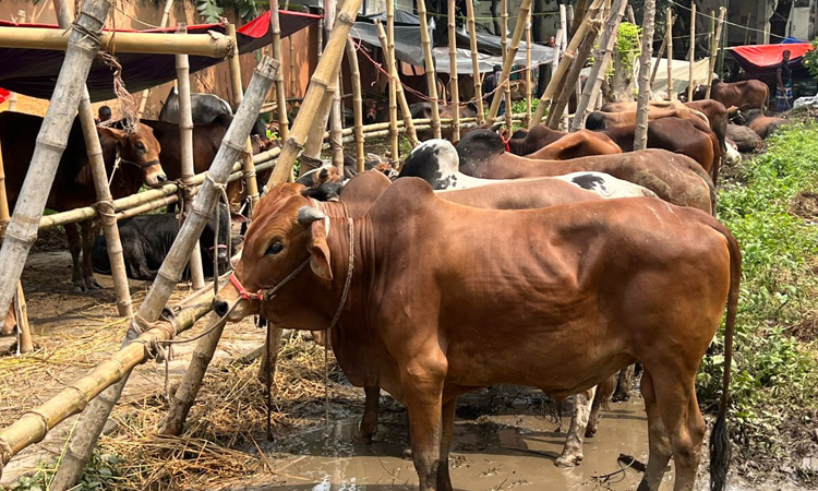 হয়রানি মুক্ত পরিবেশে চট্টগ্রামে জমে উঠেছে কোরবানির পশুর হাট