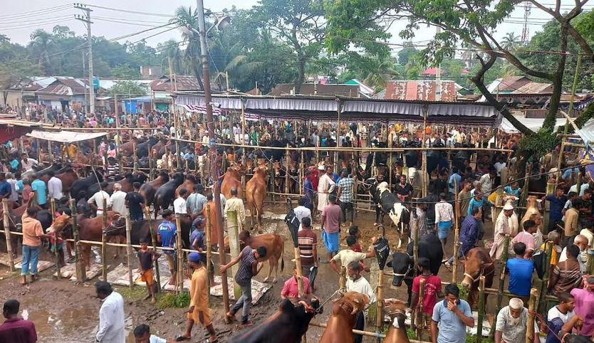 হবিগঞ্জে জমে উঠেছে পশুর হাট
