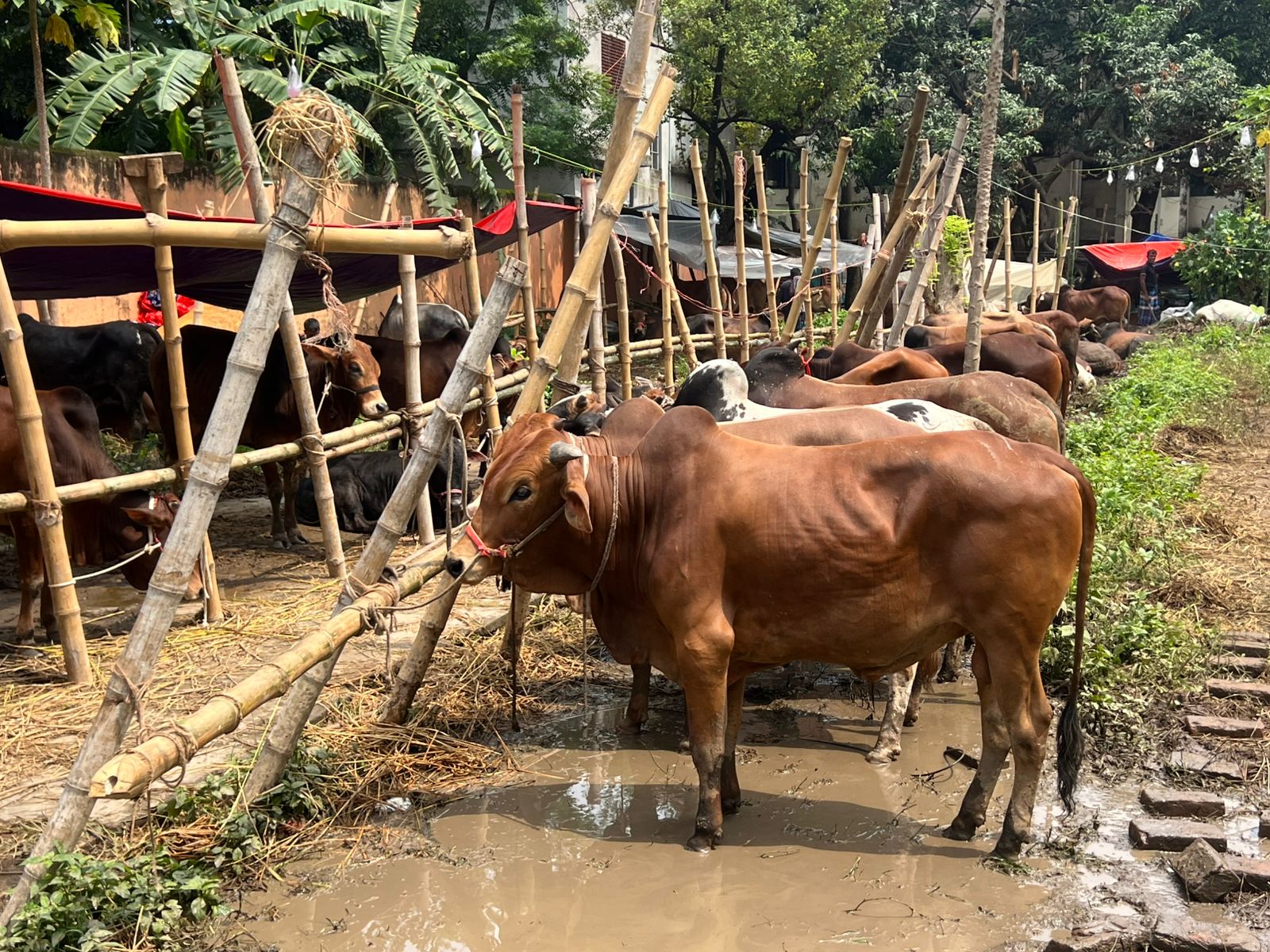 ছবি : বাসস