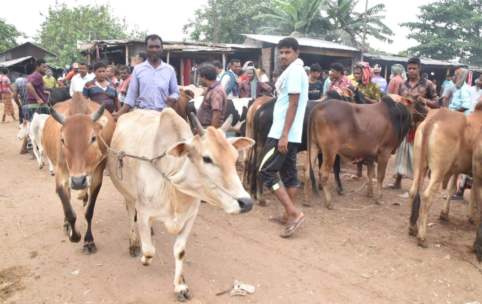 শেষ মুহূর্তের কেনাবেচায় মুখর রাজশাহীর পশুর হাট