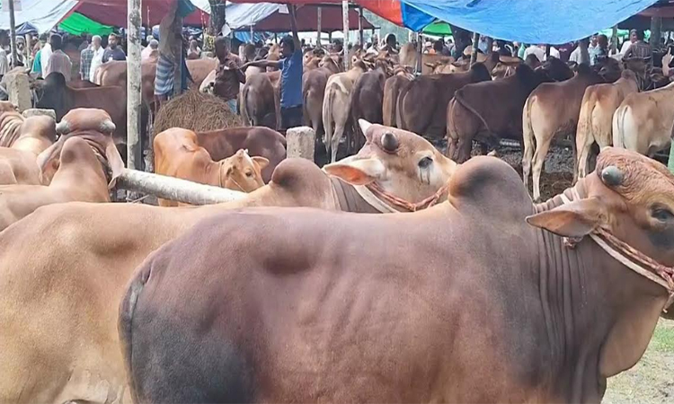 লক্ষ্মীপুরে শেষ মুহূর্তে জমে উঠেছে গরু বাজার