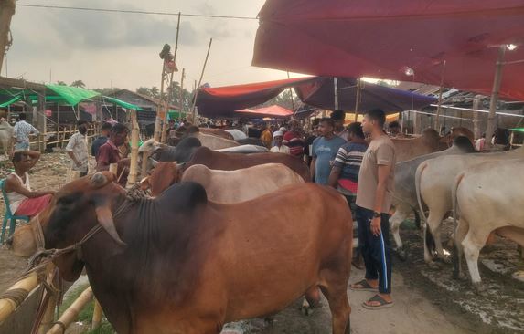 কেসিসির হাটে এবার ৬ হাজার ৮৮০টি পশু বিক্রি
