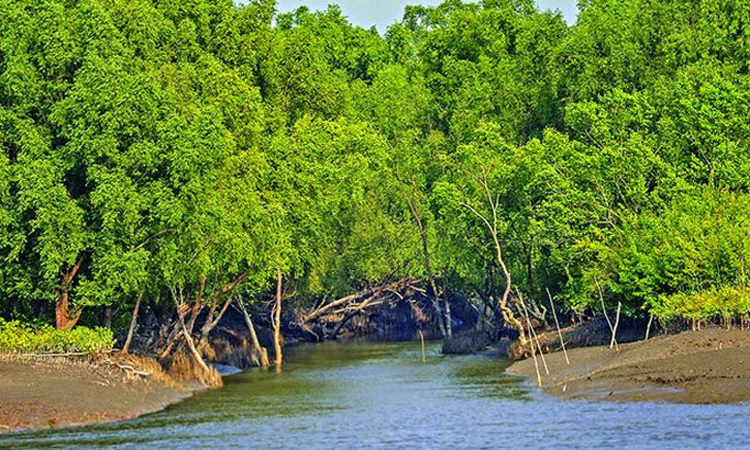 জীববৈচিত্র্য রক্ষায় ১ জুন থেকে ৩১ আগস্ট সুন্দরবনে প্রবেশে নিষেধাজ্ঞা  