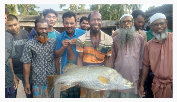 সাতক্ষীরায় জেলের জালে ধরা পড়লো ১২ কেজির ভেটকি মাছ 