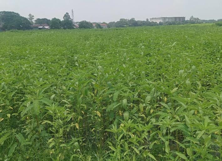 মুন্সীগঞ্জে ৩ হাজার ৩৬৪ হেক্টর জমিতে পাট চাষ 