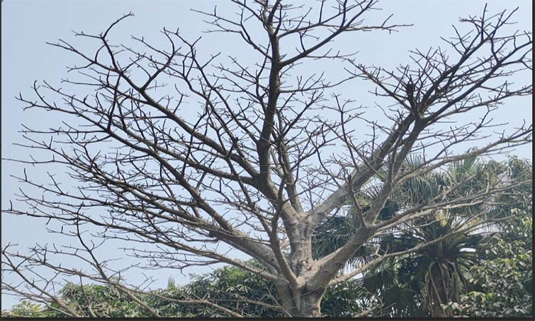 হাবিপ্রবি’র গার্ডেনে বিলুপ্ত প্রায় বাওবাব গাছ সৌন্দর্য বৃদ্ধি করছে