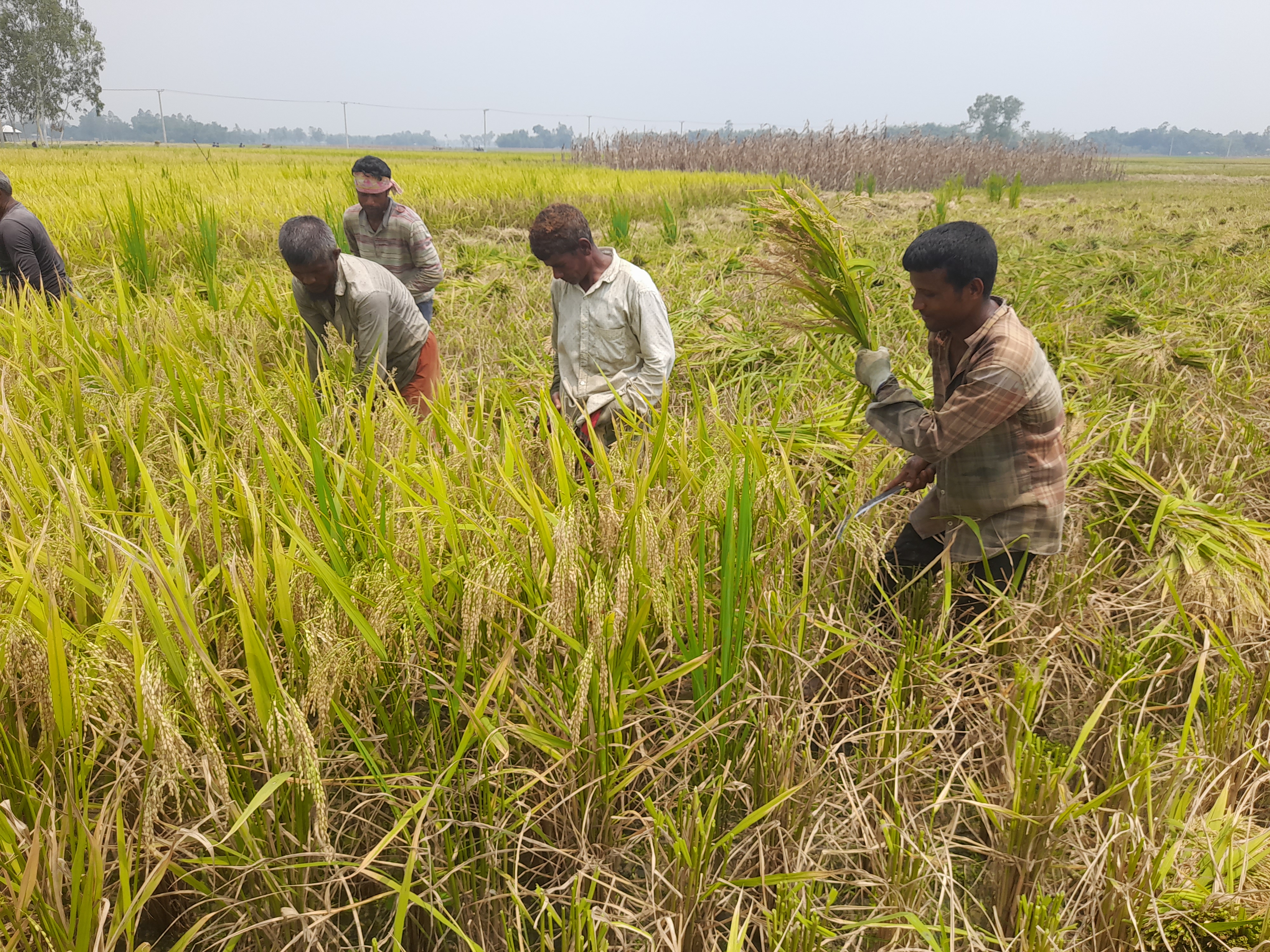 নীলফামারীতে বইছে মাঝারি তাপদাহ, কষ্ট পাচ্ছেন সাধারণ মানুষ