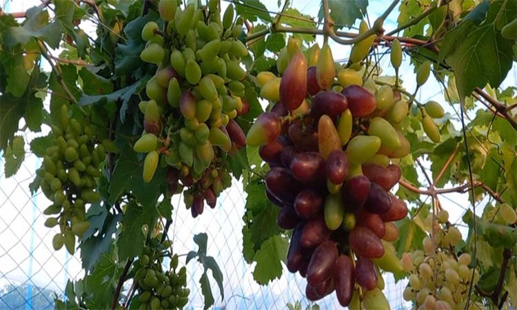 কুমিল্লার সীমান্তের মাটিতে আঙুরের স্বপ্ন