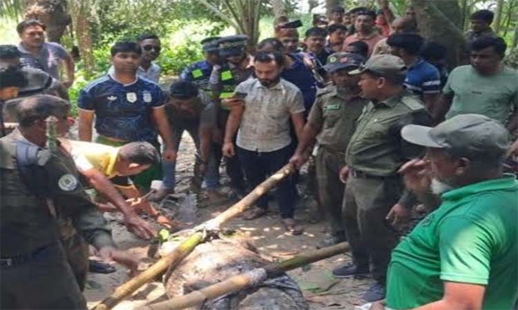 মাজারের কুমিরটি এখন খুলনার বন্যপ্রাণী সংরক্ষণ কেন্দ্রে 