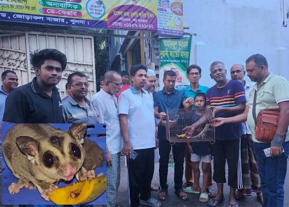 খুলনার বিরল প্রজাতির সেই প্রাণীটি এখন বনবিভাগের হেফাজতে