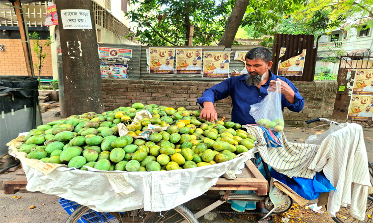 হাতের নাগালেই রাজশাহীর আম, দামও কম