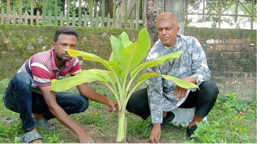 রোকেয়া স্মৃতিকেন্দ্রে বিরল প্রজাতির ধুমকলার নতুন চারা রোপণ
