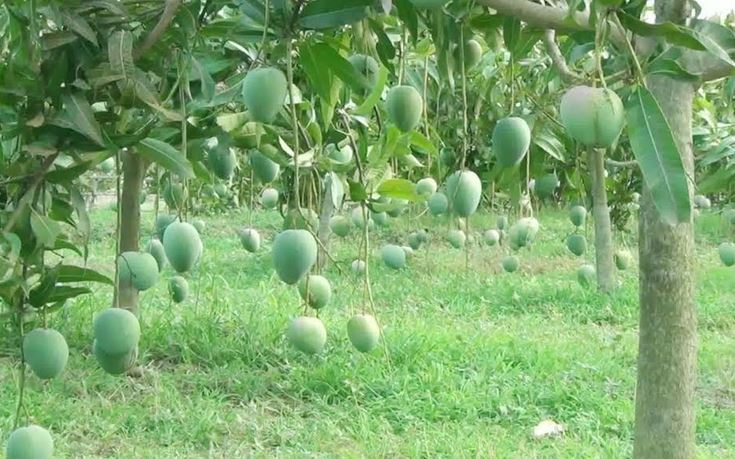 নওগাঁয় ৪ লাখ ২২ হাজার মেট্রিক টন আম উৎপাদনের লক্ষ্যমাত্রা 