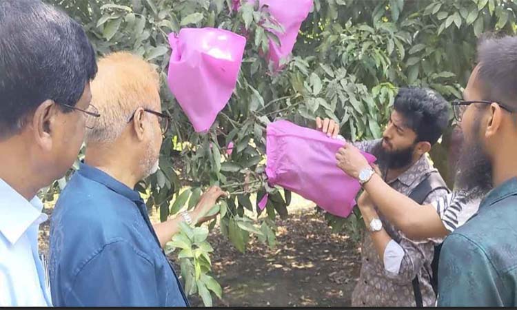 হাবিপ্রবি’র গবেষণায় ব্যাগিং পদ্ধতিতে লিচুর ক্ষতিরোধ সম্ভব