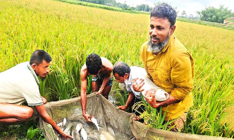 রংপুরে ধানক্ষেতে মাছ চাষের সাফল্য গোলজারের