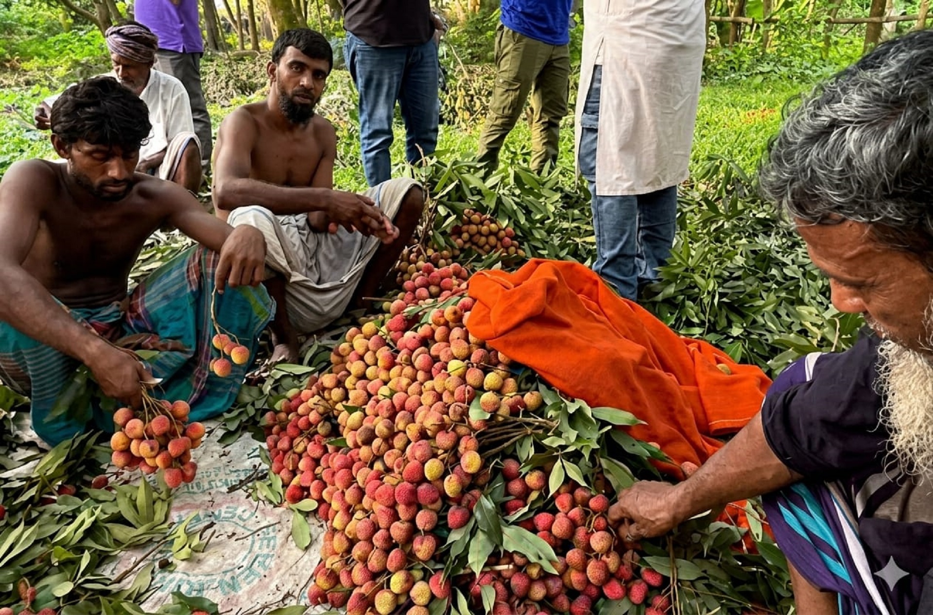 গাজীপুরে এবার ২৭ হাজার টনের বেশি লিচু উৎপাদনের আশা