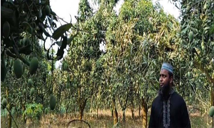 আমচাষে সফল মাদারীপুরের তরুণ শাহান্দার