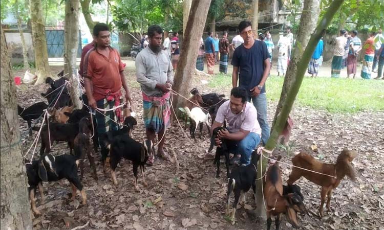 বাগেরহাটে জেলেদের মাঝে ছাগল বিতরণ