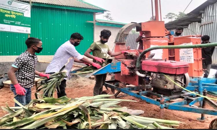 আনারসের পাতায় তৈরি পুষ্টি সমৃদ্ধ গো-খাদ্য সাইলেজ তৈরিতে সফল আসাদুজ্জামান