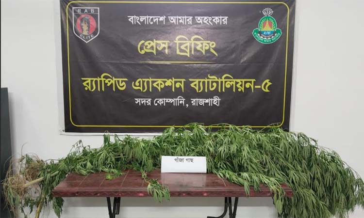 রাজশাহীতে পানের বরজে গাঁজা চাষ