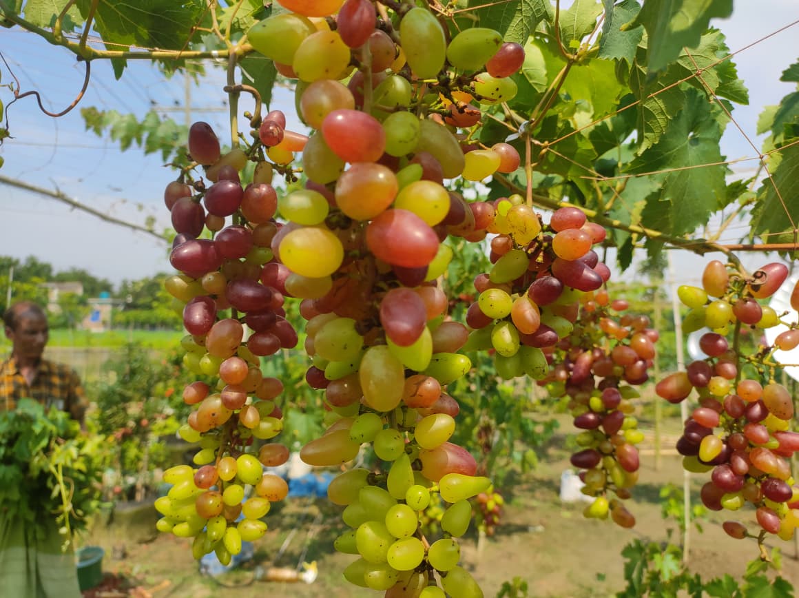 সাতক্ষীরায় আঙুর চাষে সফল কৃষক হেলাল উদ্দীন