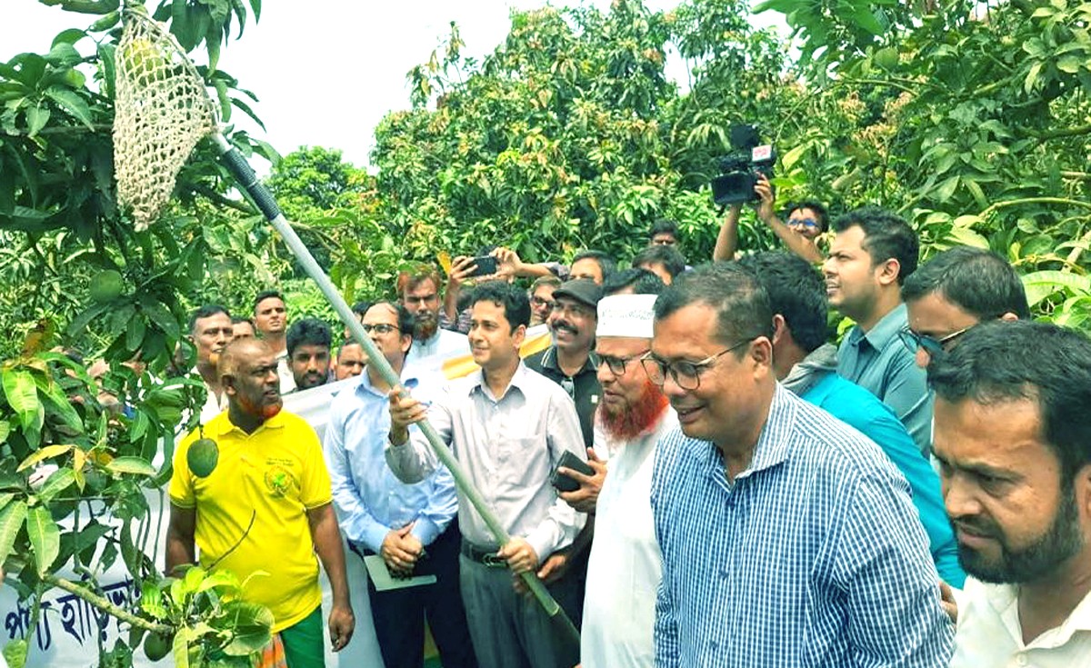 ’রংপুরে আনুষ্ঠানিকভাবে ‘হাড়িভাঙ্গা’ আম সংগ্রহ ও বিক্রি শুরু