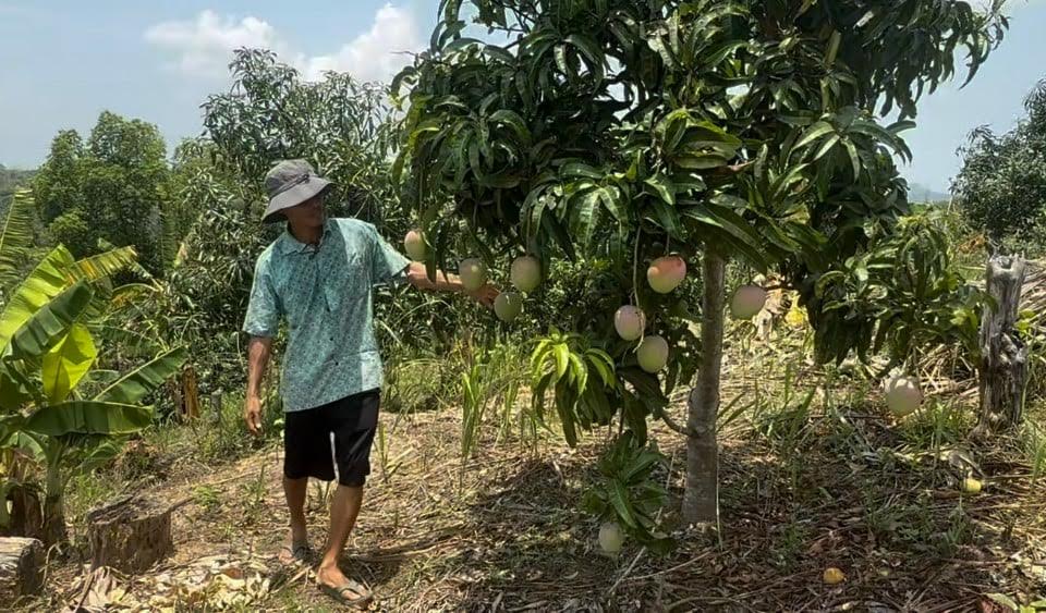 পাহাড়ে উৎপাদিত ৩৫ প্রজাতির আমে বিশ্বজয়ের স্বপ্ন, প্রয়োজন সরকারি সহায়তা