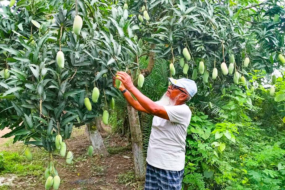 সোনাগাজী সোয়াস এগ্রো কমপ্লেক্স, এক বাগানেই মিলছে শত জাতের আম 