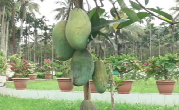 বরিশালে এক গাছেই ফলছে ১০ জাতের আম 