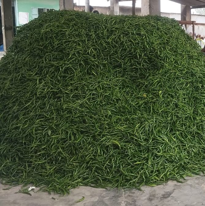 দেশের সেরা মানিকগঞ্জের কাঁচা মরিচ