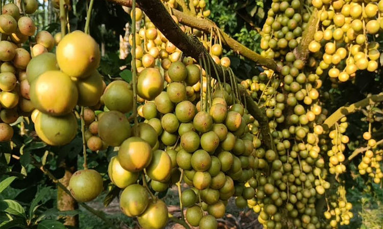 সুপারি বাগানে সাথি ফসল হিসেবে লটকন চাষে সফল পঞ্চগড়ের সুমন