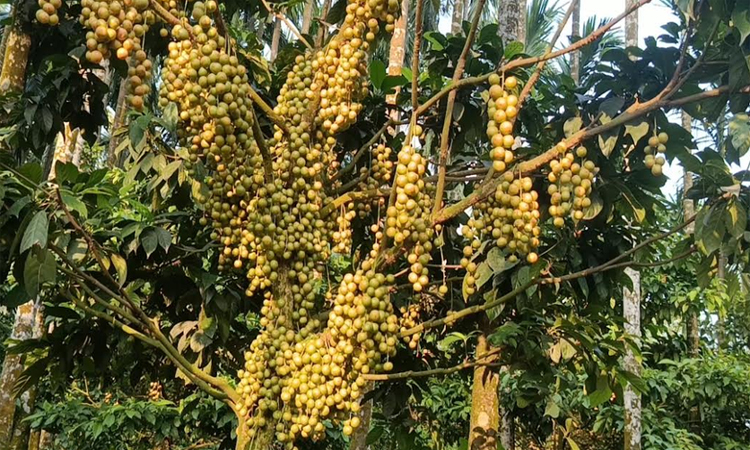 ছবি: বাসস
