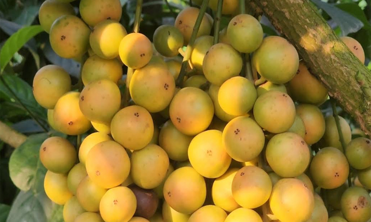 ছবি: বাসস