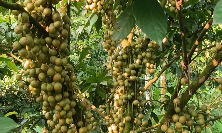 ছবি: বাসস