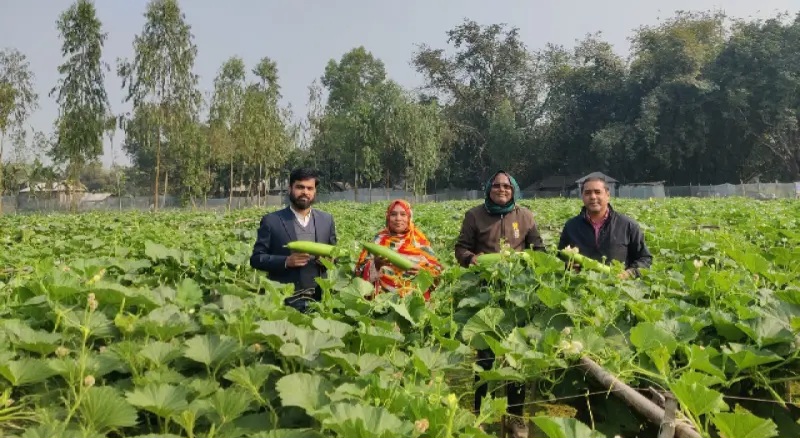 উন্নত জাতের লাউ চাষ করে সফল দিনাজপুরের মিজানুর