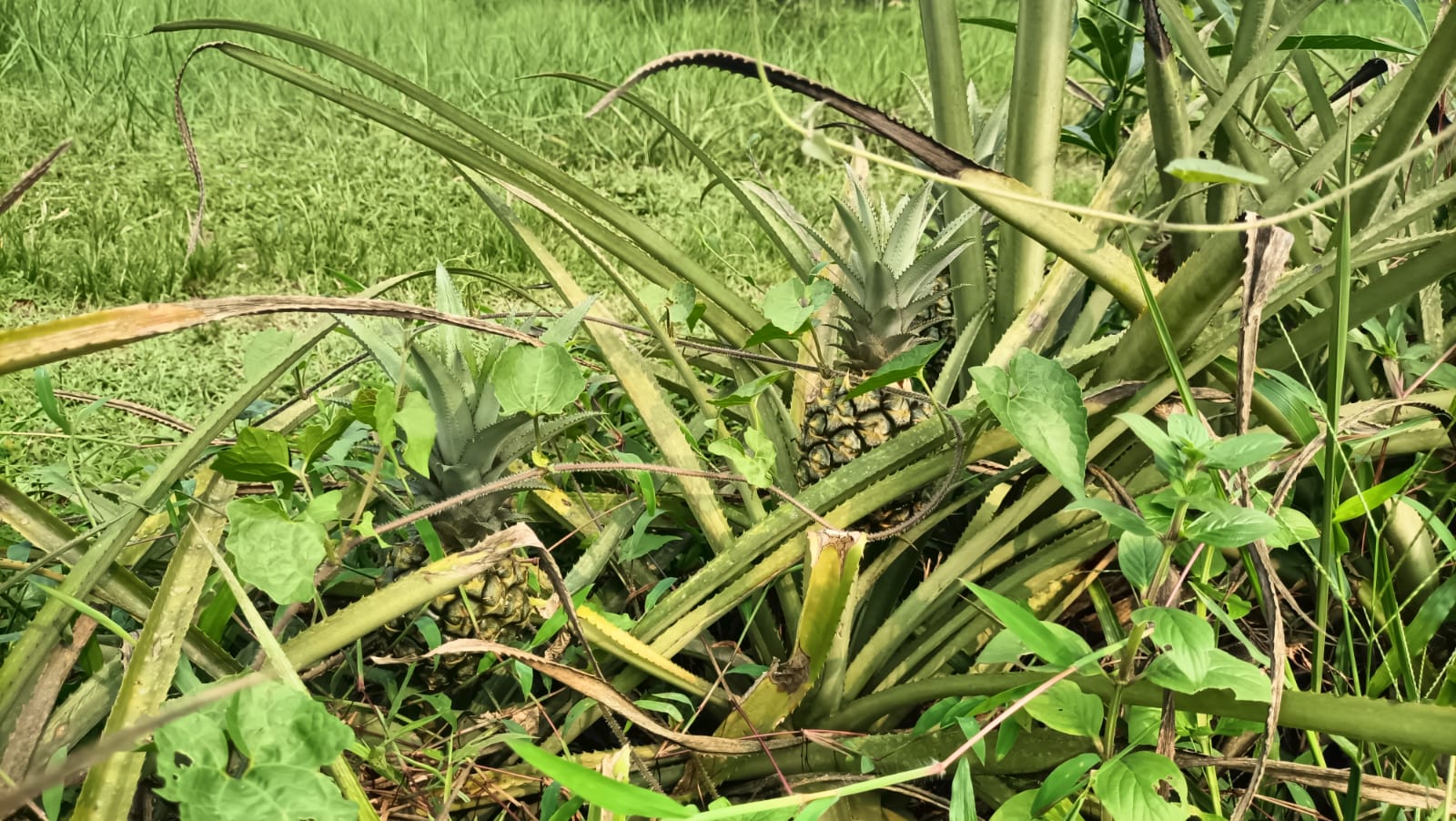 সুনামগঞ্জের হাসাউরার আনারসে দেশের অর্থনীতির চাকা ঘুরছে 