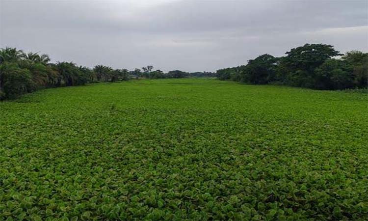 খুলনায় মৎস্য অভয়ারণ্যে নতুন সম্ভাবনার দ্বার উন্মোচন
