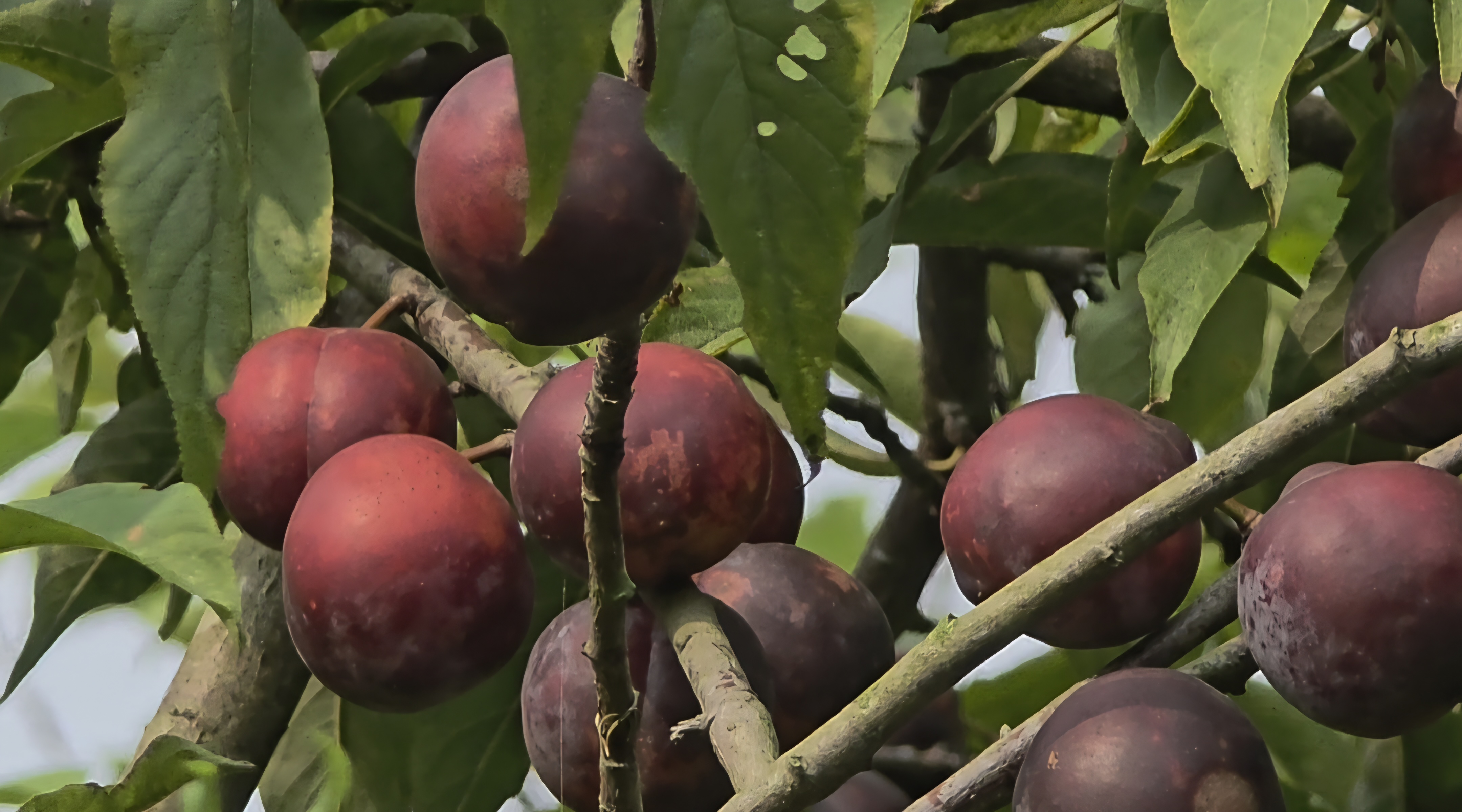 ফরিদপুরে আলু বোখারা চাষের উজ্জ্বল সম্ভাবনা