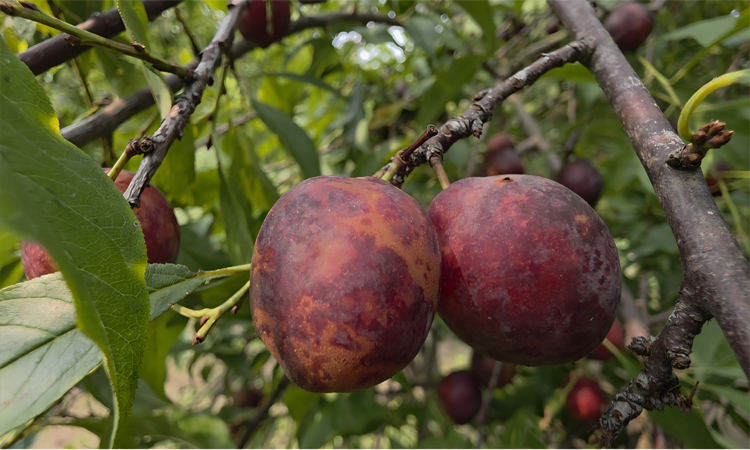 ছবি : বাসস