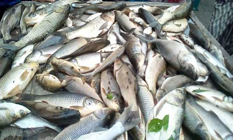 মাছ চাষে বিশ্বসেরা পাঁচে বাংলাদেশ, অভ্যন্তরীণ মাছ আহরণে দ্বিতীয়