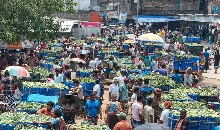 চাঁপাইনবাবগঞ্জে ২৫০০ কোটি টাকার বেশি আম বাণিজ্যের সম্ভাবনা